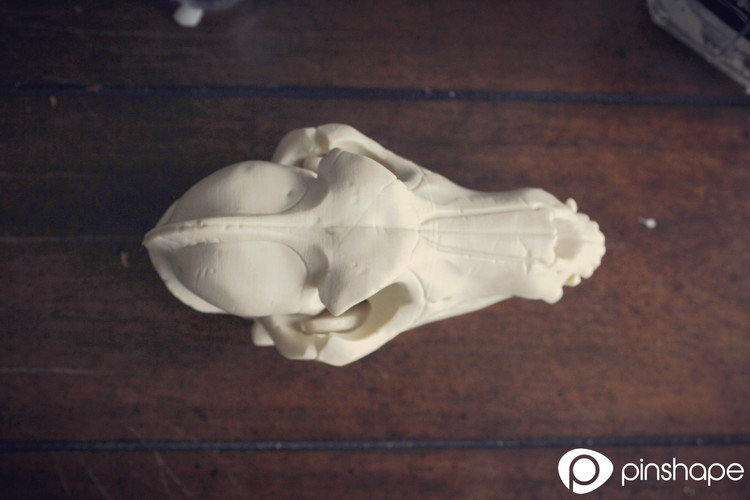 Boneheads S1: Wolf Skull w/ Jaw - 3DKitbash.com 3D Print 511 Boneheads S1: Wolf Skull w/ Jaw - 3DKitbash.com 3D Print 511