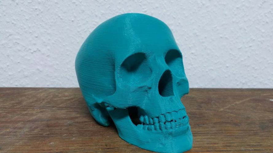 Skull 3D Print 6939 Skull 3D Print 6939