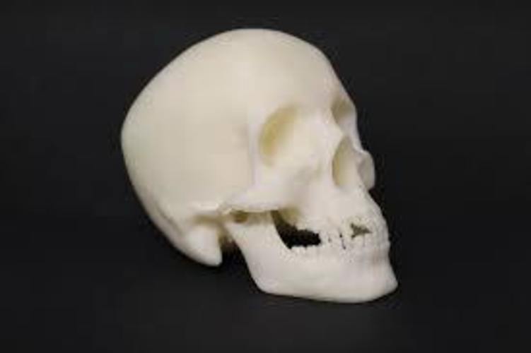 Skull 3D Print 7251 Skull 3D Print 7251