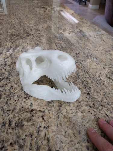 The T-Rex Skull 3D Print 8356 The T-Rex Skull 3D Print 8356