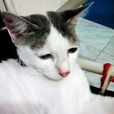 supakon_chinopeng