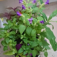 Micro-sized Stacking Pot for Indoor Plants - Thumbnail 6