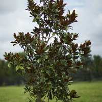 Minolta/Konica-Minolta/Sony A Lens To Leica M Body (Techart Pro  - Thumbnail 3