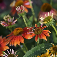 Canon FL/FD/FDn Lens To Leica M Body (Techart Pro LM-EA7) Adapte - Thumbnail 4