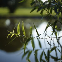 M42 Lens To Leica M Body (Techart Pro LM-EA7) Adapter - Thumbnail 3