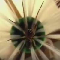 Bug Catcher Stick (Critter Catcher) Wand Parts - Thumbnail 3