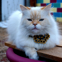 FlexMesh Gift Box - Thumbnail 4