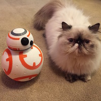Force Awakens BB-8 - Thumbnail 2