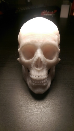 MakerBot Human Skull 3D Print 103921