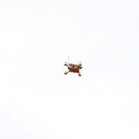 MIcroquad scrab - Thumbnail 3