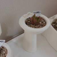 Small flower pot 3D Printing 106555