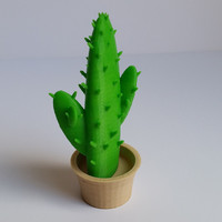 Cactus in a pot - Thumbnail 3