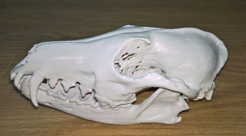 Fox skulls