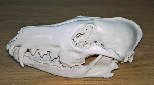 Medium Fox skulls 3D Printing 108054