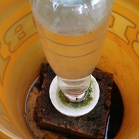 Waterhole for bee - Thumbnail 1