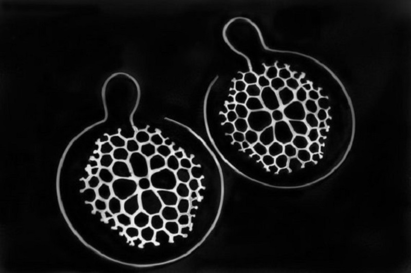 Earring Coral
