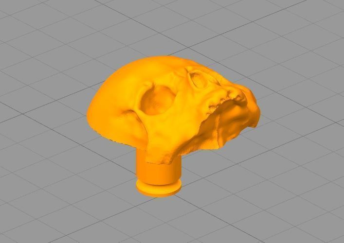 4 Gage Ear Rings (Tube, Coffin, Skull) 3D Print 111725