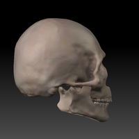 Skull. - Thumbnail 1