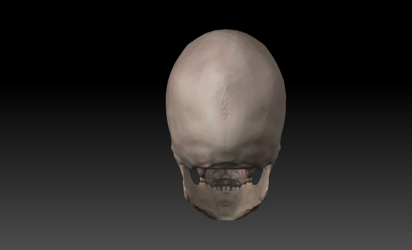 Skull. 3D Print 11418