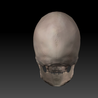 Skull. - Thumbnail 2
