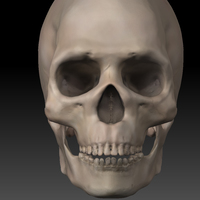 Skull. - Thumbnail 5