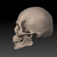 Skull. - Thumbnail 6