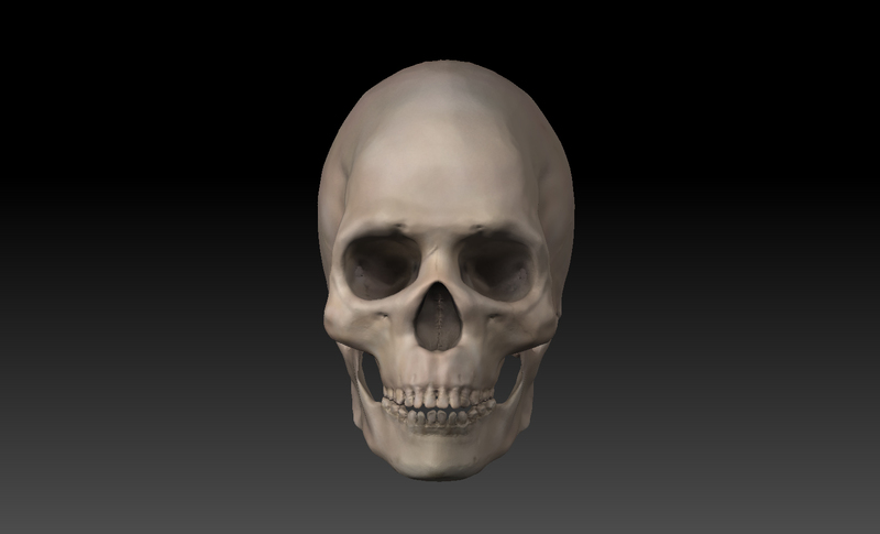 Skull.