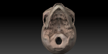 Image 11425