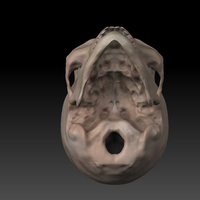 Skull. - Thumbnail 8
