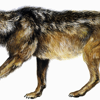 Comparing Ice Age Mammals - Thumbnail 3