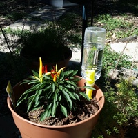 Plant irrigation spike - Thumbnail 14