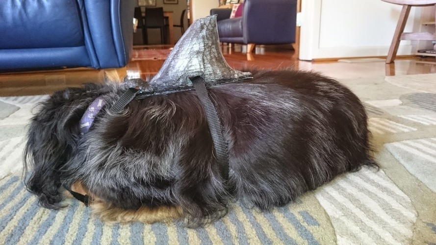 Shark Fin for a Dachshund 3D Print 118810