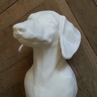 Dachshund - Thumbnail 3