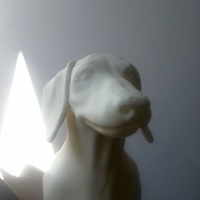 Dachshund - Thumbnail 4