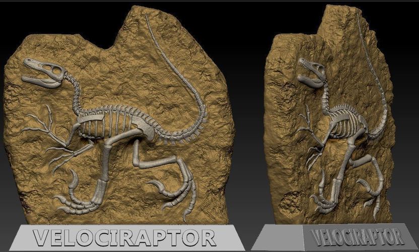 Velociraptor Fossil 3D Print 120752