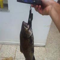 Handler for fishing landing net Carpelan - Thumbnail 3