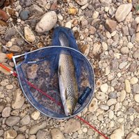 Handler for fishing landing net Carpelan - Thumbnail 5