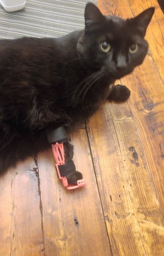 Cat/Pet  Leg Brace 3D Print 123681