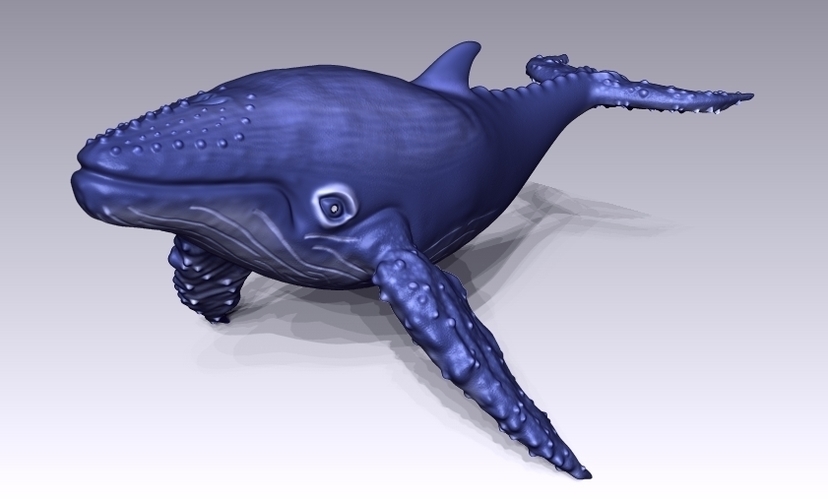 Whale 3D Print 125755
