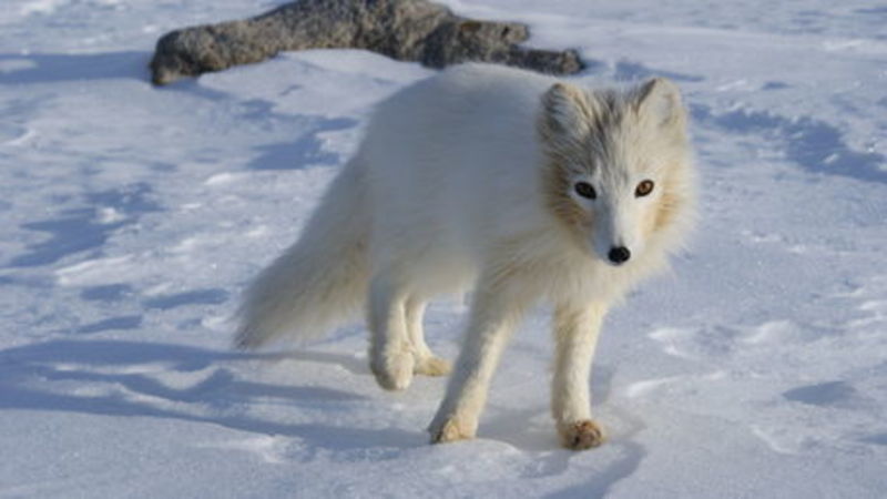 Renard