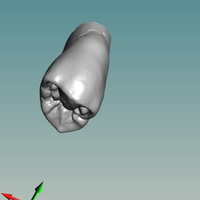 Small Anatomia dientes 3D Printing 129406