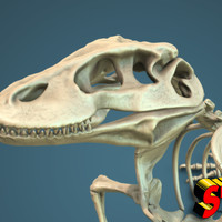 Komodo Dragon Skeleton 1:5 Scale - Thumbnail 1