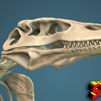 Komodo Dragon Skeleton 1:5 Scale - Thumbnail 2