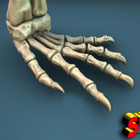 Komodo Dragon Skeleton 1:5 Scale - Thumbnail 3