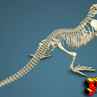 Komodo Dragon Skeleton 1:5 Scale - Thumbnail 4