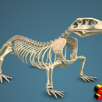 Komodo Dragon Skeleton 1:5 Scale - Thumbnail 5
