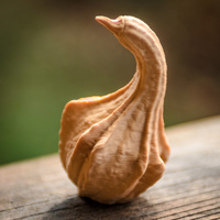 Winged Gourd - Thumbnail 1