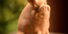 Image 130234