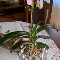 Orchids vase - Thumbnail 2