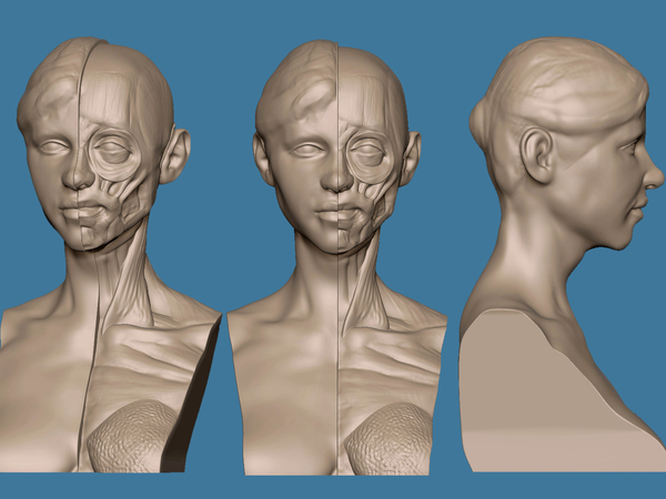 Écorché Bust